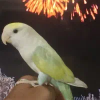 فنج پرنده کوتوله  سخنگو  دستی