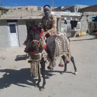 جل وکله گیر اسب|اسب و تجهیزات اسبسواری|ماهیدشت, |دیوار