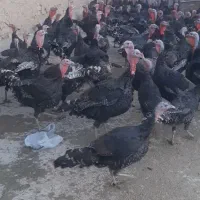 بوغلمون محلی