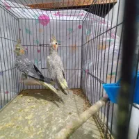 عروس هلندی گل باقالی|پرنده|الوند, |دیوار