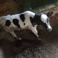 گاو شیری سیمنتال گوساله دار|حیوانات مزرعه|مهربان, |دیوار