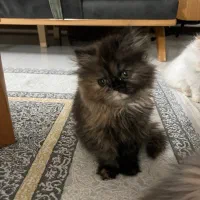 بچه گربه ۳ ماهه