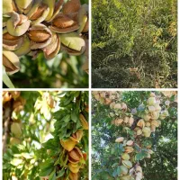 ارقام نهال های بادام و گردو و میوه پایه خارجی