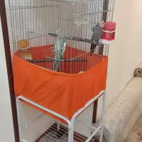 فروش پرنده با قفس و ملزومات|پرنده|پرند, فاز ۴|دیوار