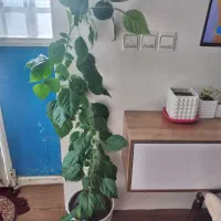 گل طبیعی|گل و گیاه طبیعی|خلخال, |دیوار