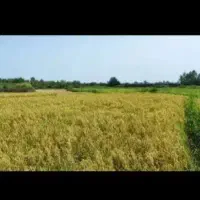 اجاره زمین شالیزار