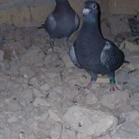 پلاکی کفتر|پرنده|مرودشت, مسجد رسول‎|دیوار