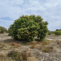 باغ ۲۰ هکتاری سندتکبرگ پروانه چاه ششدانگ|فروش دفتر صنعتی، کشاورزی، تجاری|میناب, |دیوار