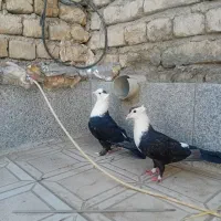 نرماده کربلای کلاغ سیاه کاکولی