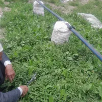 نهال