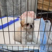 سگ شیتزو