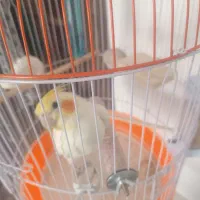 عروس|پرنده|طبس, |دیوار