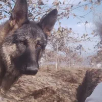 جهت کشش ، ترجیحا با ژرمن بلاک شولاین