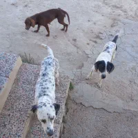 سگ دنبلانی|سگ|گلی داغ, |دیوار