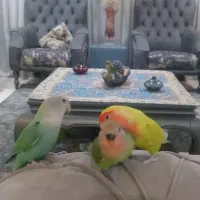 فروش جوجه طوطی برزیلی ۵عدد|پرنده|کرج, فاز ۳ مهرشهر|دیوار