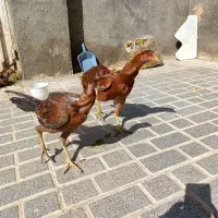 جوجه لاری اصل افغان