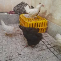 مرغ