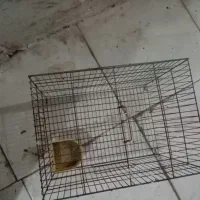 قفس|لوازم جانبی حیوانات|سنندج, |دیوار