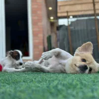 پانسیون سگ بهشت پاشا|خدمات پیشه و مهارت|چهارباغ, |دیوار