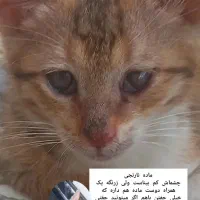 واگذاری گربه کوچولو