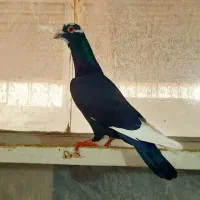 کبوتر زیل قره سوریه ای،پلاکی سخریج