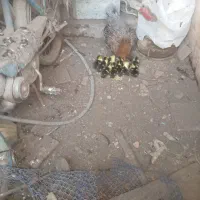 مرغ کرچ همراه ۱۲عددجوجه خروس بزرگ ونیمچه|حیوانات مزرعه|لنگرود, |دیوار