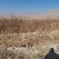 نهال دو ساله بادام|خدمات باغبانی و درختکاری|مرند, |دیوار