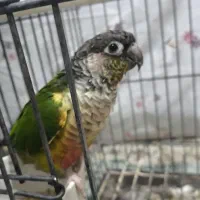 طوطی گرین چیگ سخنگو