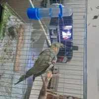 یک جفت عروس هلندی نژاد سفید