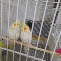 عروس  نر وماده