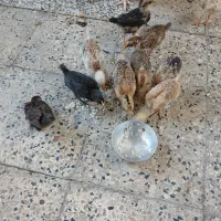 جوجه محلی