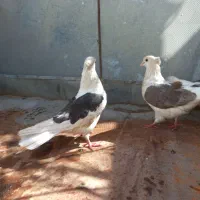 کبوتر|پرنده|دهدشت, |دیوار