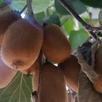 فروش کیوی حدود 60کیلو|خوردنی و آشامیدنی|قائمشهر, |دیوار