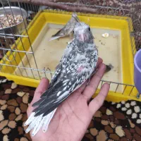 عروس هلندی سرلاکی معاوضه با کوتوله طوطی برزیلی|پرنده|شیراز, رکن‌آباد|دیوار
