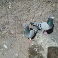 یک جفت کفتر مسافتی