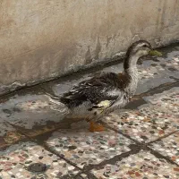 فروش اردک6ماهه