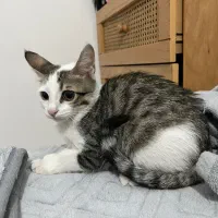 گربه فوق العاده باهوش و بانمک|گربه|قم, پردیسان|دیوار