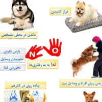 مربی سگ آموزش دستشویی