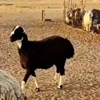 بره قوچ چینی 7ماهه وزن شصت کیلو درشت ویژه قوچ|حیوانات مزرعه|شیراز, قلات|دیوار