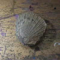 فسیل صدف دوطرفه