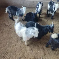 بیگ،بره ،گوشت بیگ ۶۴۰