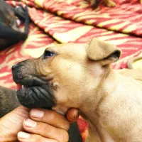 واگذاری سگ پیتبول|سگ|فاضل آباد, |دیوار