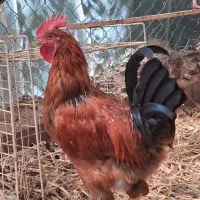 فروش خروس