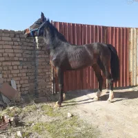 مادیون ۶دنگ همراه کره|اسب و تجهیزات اسبسواری|تفرش, |دیوار