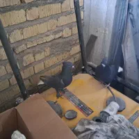 کفتر کبوتر  دم سفید دمسفید