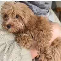 سگ  توی پودل اصیل