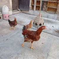 مرغ