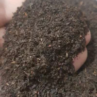 چای هندوستان