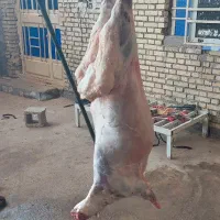 قصابی و کشتار(میش شیشک بره)