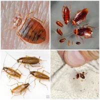 سمپاشی.سم پاش صددرصد تضمینی حشرات ساس سوسک و..‌‌